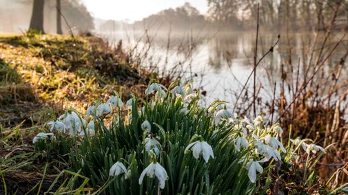 Close up of snowdrops on the bank of the River Thames on a winter morning at Cliveden, Buckinghamshire